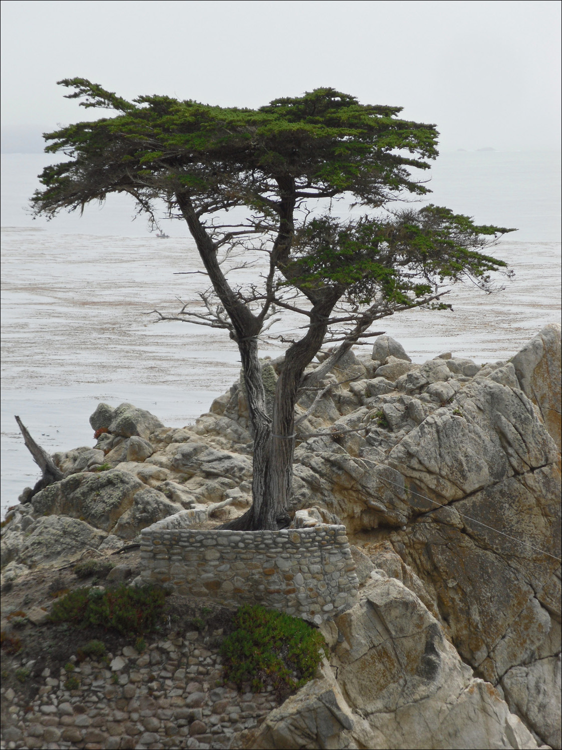 famous Lone Cypress